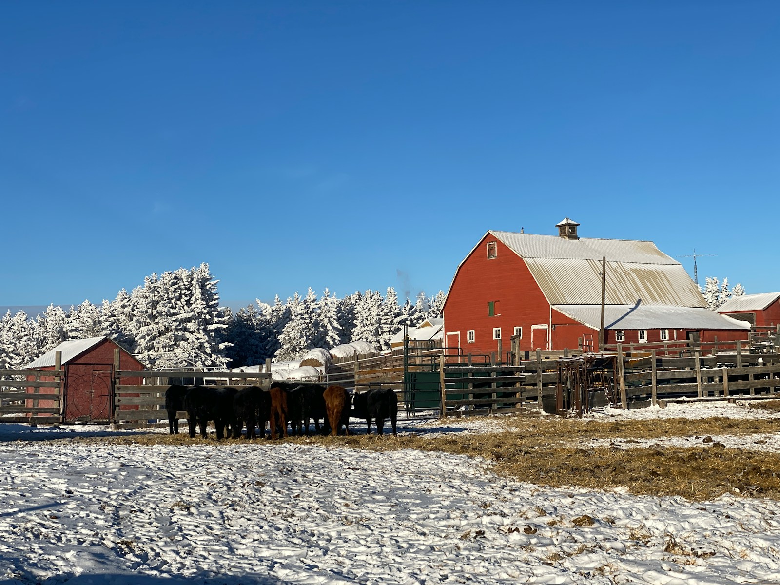 a herd of cattle standing in front of a red barn